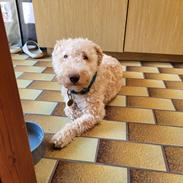 Lakeland terrier Charlie