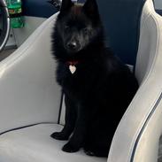Schipperke Asti