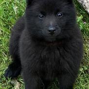 Schipperke Asti