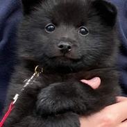 Schipperke Asti