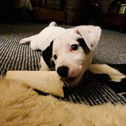 Dansk svensk gaardhund Hugin