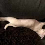 Dansk svensk gaardhund Hugin