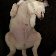 Dansk svensk gaardhund Hugin