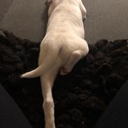 Dansk svensk gaardhund Hugin