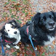 Australian shepherd Sputnik