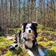 Australian shepherd Sputnik