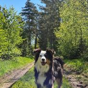 Australian shepherd Sputnik