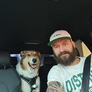 Collie korthåret Shelby 