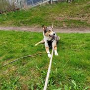 Collie korthåret Shelby 