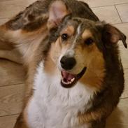 Collie korthåret Shelby 