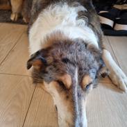 Collie korthåret Shelby 