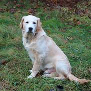 Golden retriever Simba