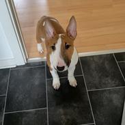 Bullterrier miniature Nala