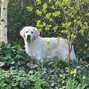 Golden retriever Goldenmermaid's Trentino