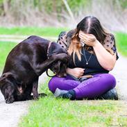 Labrador retriever Cody