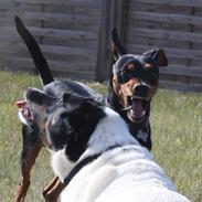 Dvaergpinscher Futte