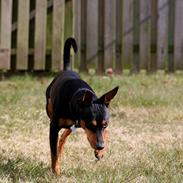Dvaergpinscher Futte