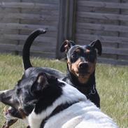Dvaergpinscher Futte