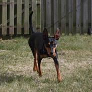 Dvaergpinscher Futte