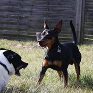 Dvaergpinscher Futte