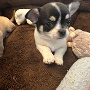 Chihuahua Mynte