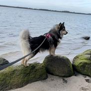 Finsk lapphund Molly