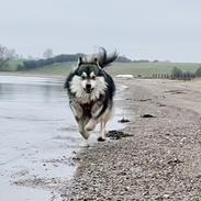 Finsk lapphund Molly