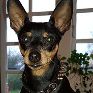 Dvaergpinscher Wupti