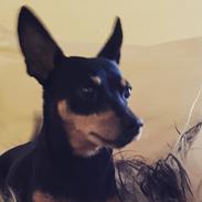 Dvaergpinscher Wupti