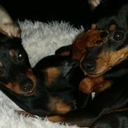 Dvaergpinscher Wupti