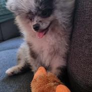 Pomeranian Maximus