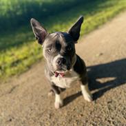 American Bully Fendi