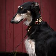 Borzoi Falka