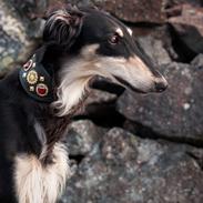Borzoi Falka