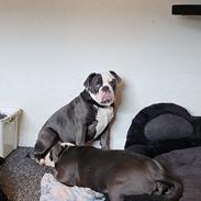 Olde english bulldogge Mr. Blue