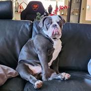 Olde english bulldogge Mr. Blue