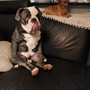 Olde english bulldogge Mr. Blue