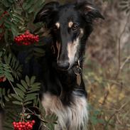 Borzoi Falka