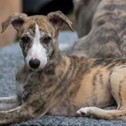 Whippet Jasmina