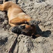 Blanding af racer Karma