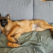 Blanding af racer Karma