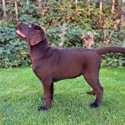 Labrador retriever Junior (Herkules)