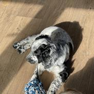 Cocker spaniel Nana