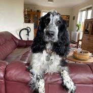 Cocker spaniel Nana