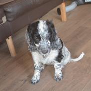Cocker spaniel Nana
