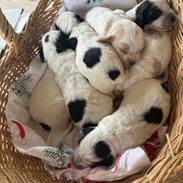 Cocker spaniel Nana