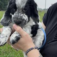 Cocker spaniel Nana