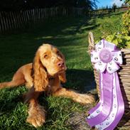 Cocker spaniel Albert