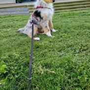 Collie langhåret Sylvie