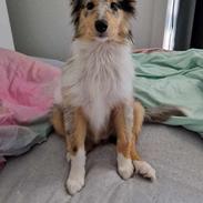 Collie langhåret Sylvie